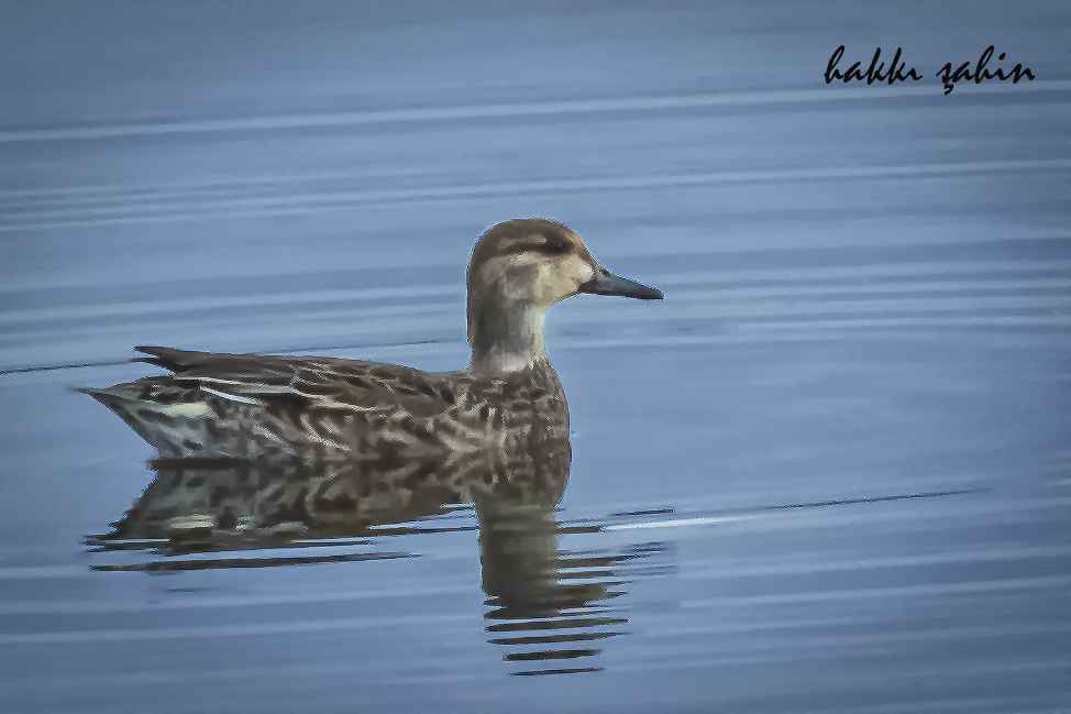 Garganey